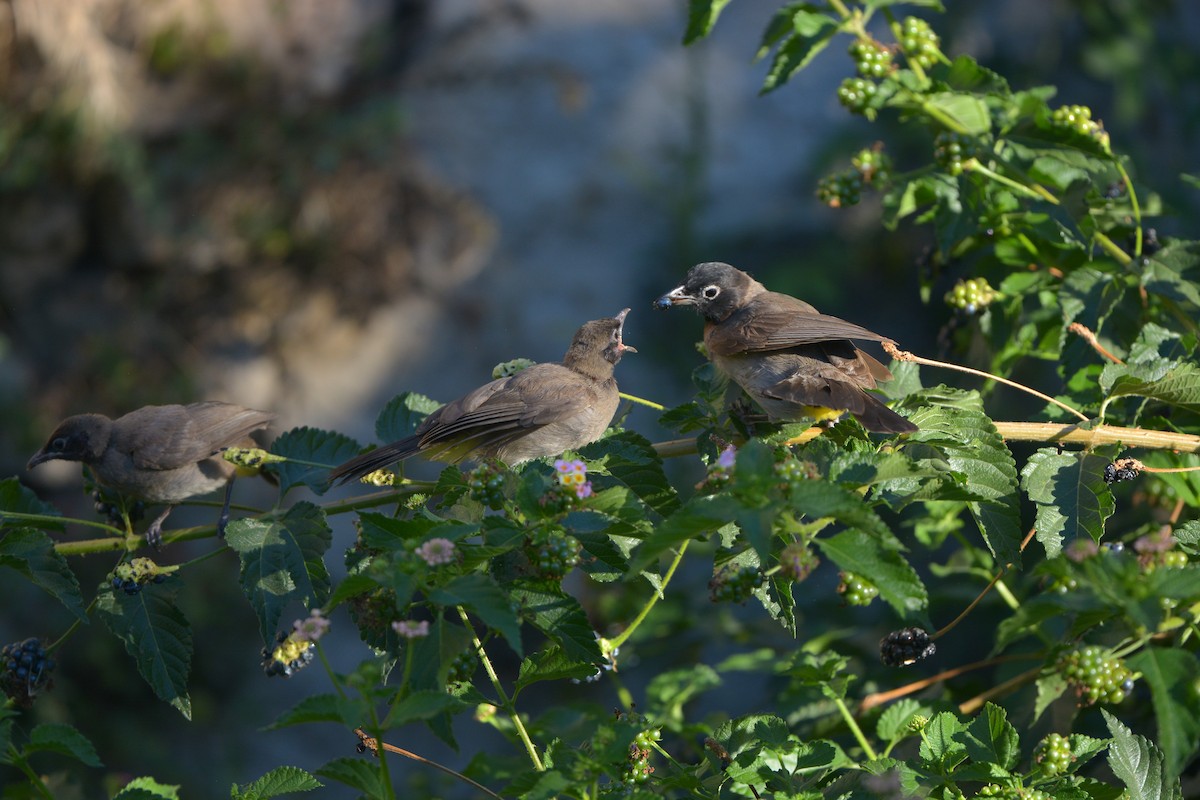 White-spectacled Bulbul - ML635451919