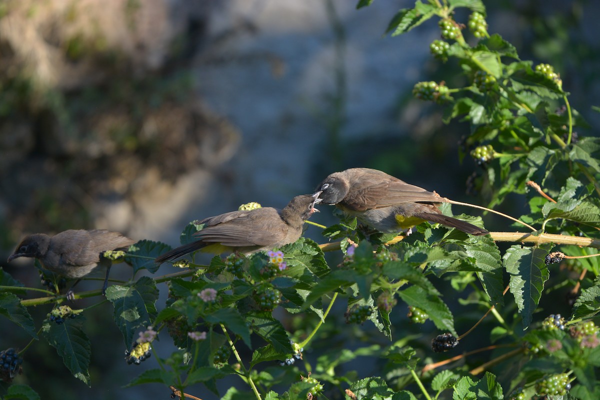 White-spectacled Bulbul - ML635451920