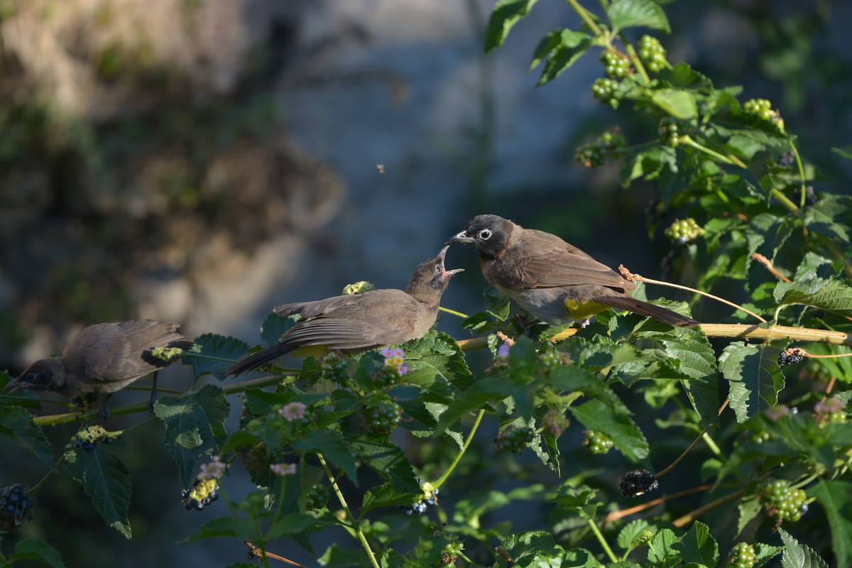 White-spectacled Bulbul - ML635451921