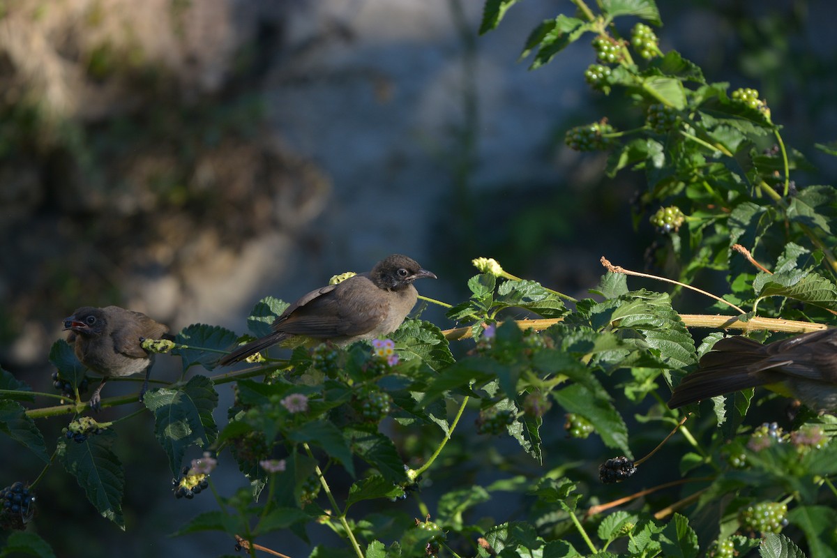 White-spectacled Bulbul - ML635451922