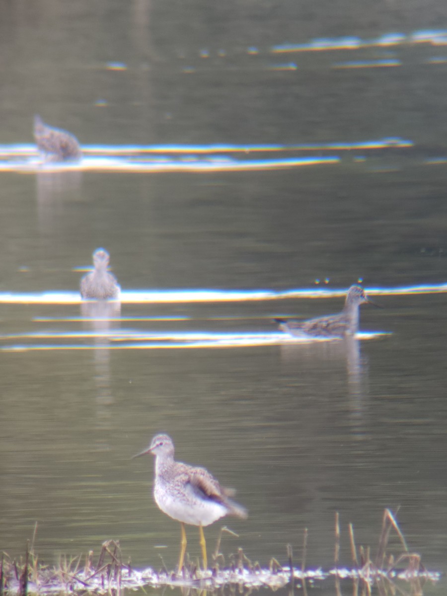 Lesser Yellowlegs - ML635451961