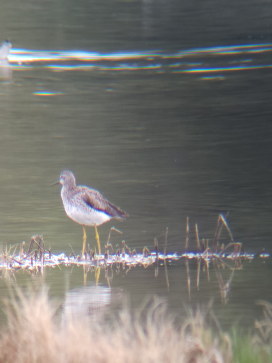 Lesser Yellowlegs - ML635451962