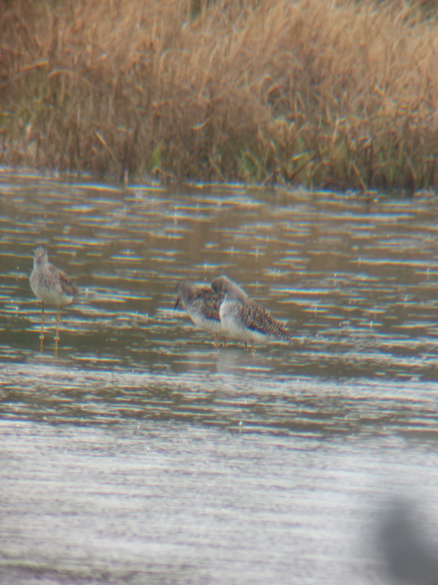 Lesser Yellowlegs - ML635451964
