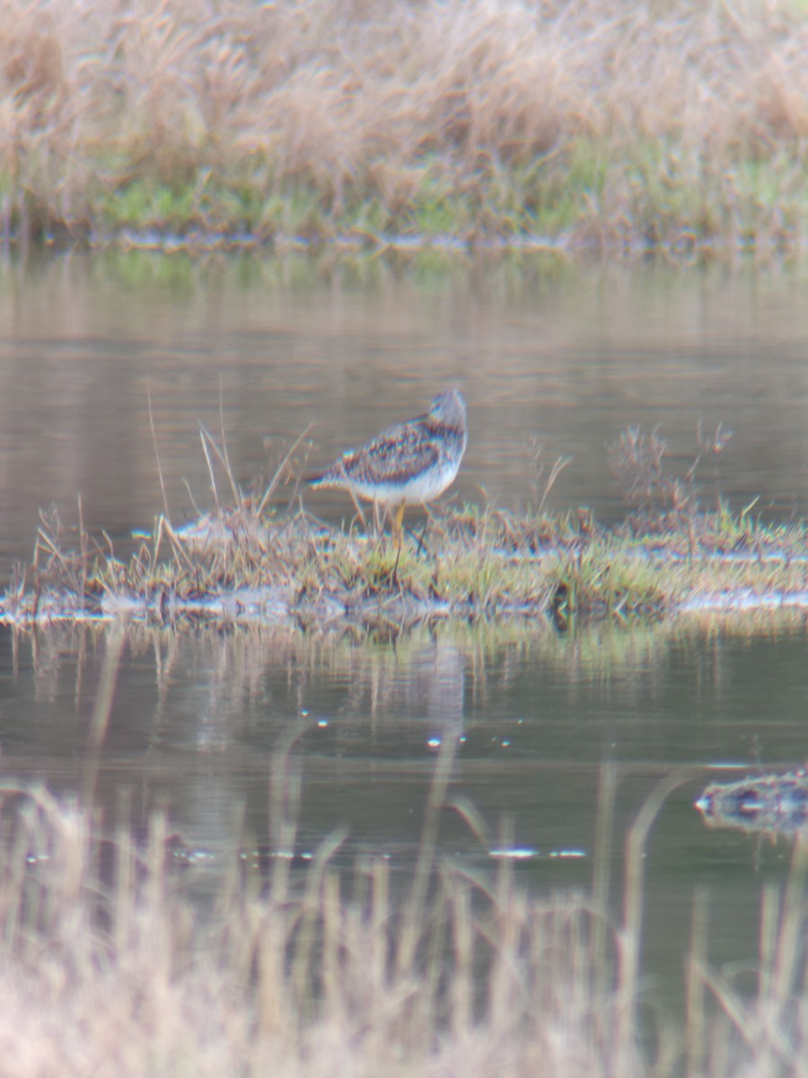 Lesser Yellowlegs - ML635451965
