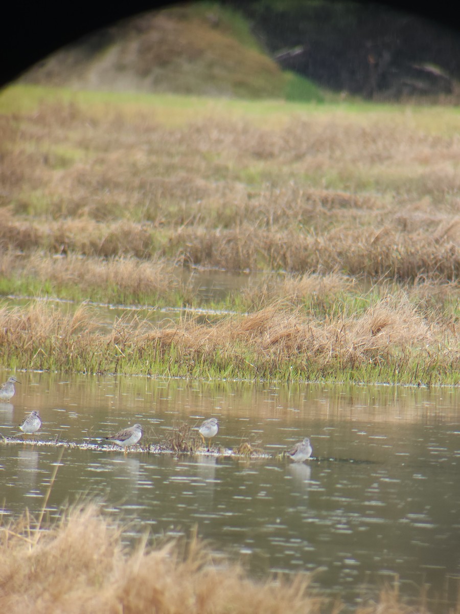 Lesser Yellowlegs - ML635451966