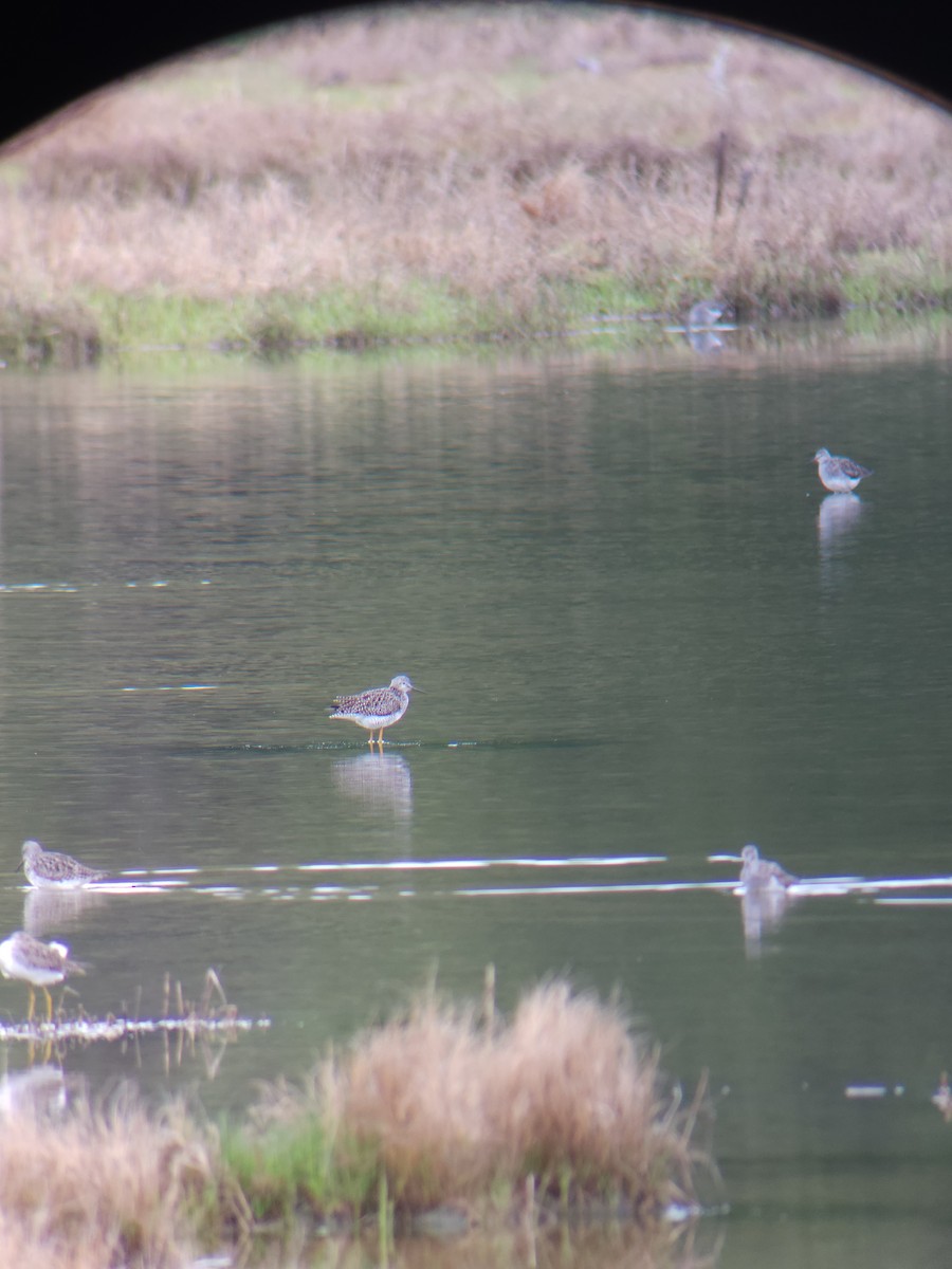 Lesser Yellowlegs - ML635451967