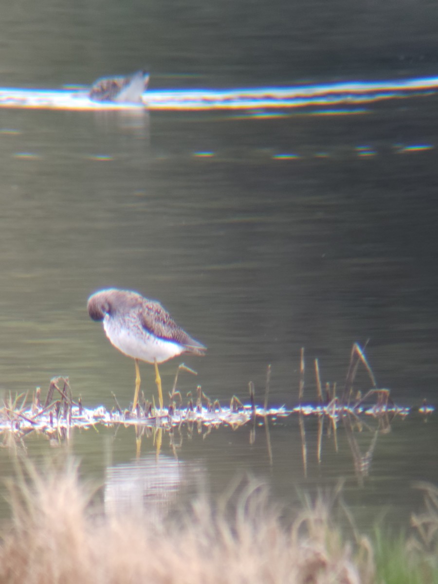 Lesser Yellowlegs - ML635451968