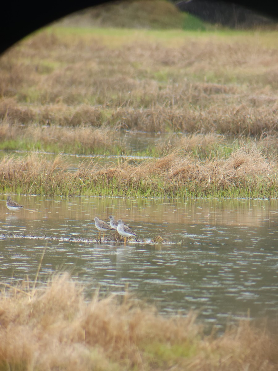 Lesser Yellowlegs - ML635451969