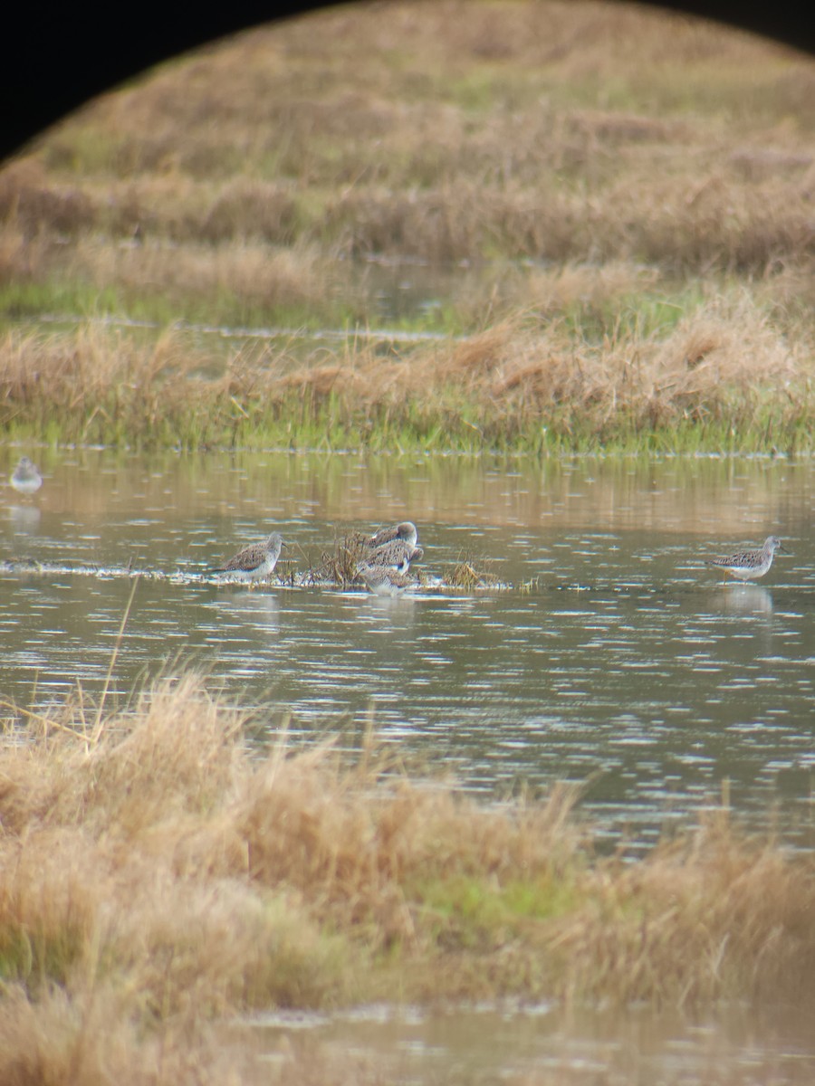 Lesser Yellowlegs - ML635451970