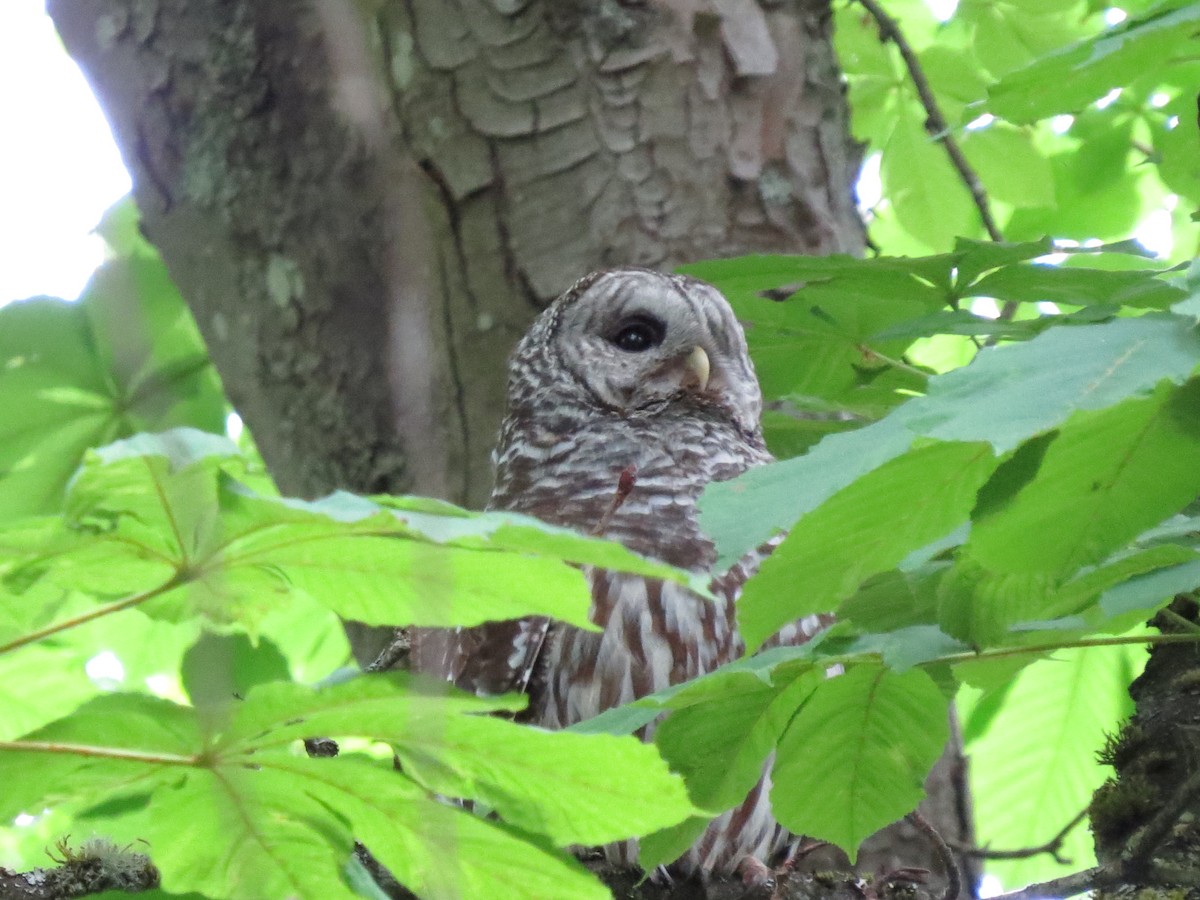 Barred Owl - ML635452297