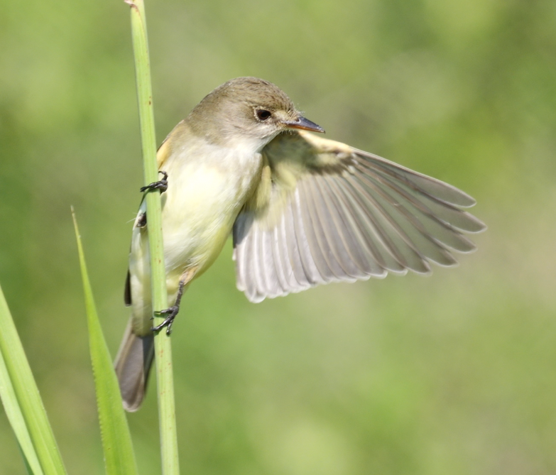 Alder/Willow Flycatcher (Traill's Flycatcher) - ML635452302