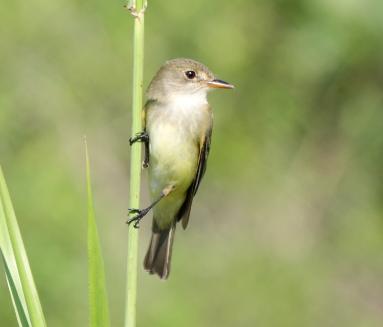 Alder/Willow Flycatcher (Traill's Flycatcher) - ML635452303