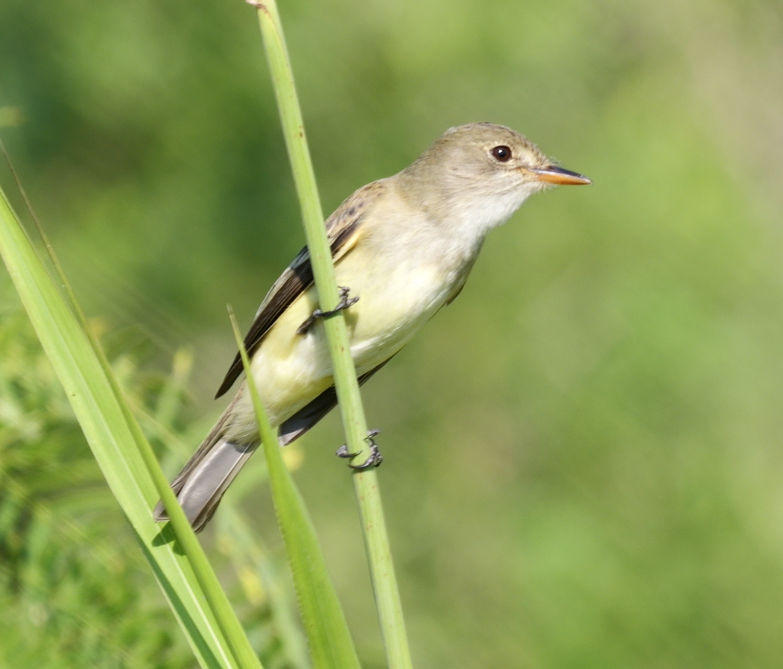Alder/Willow Flycatcher (Traill's Flycatcher) - ML635452304