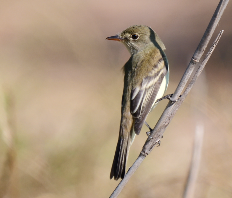 Alder/Willow Flycatcher (Traill's Flycatcher) - ML635452306