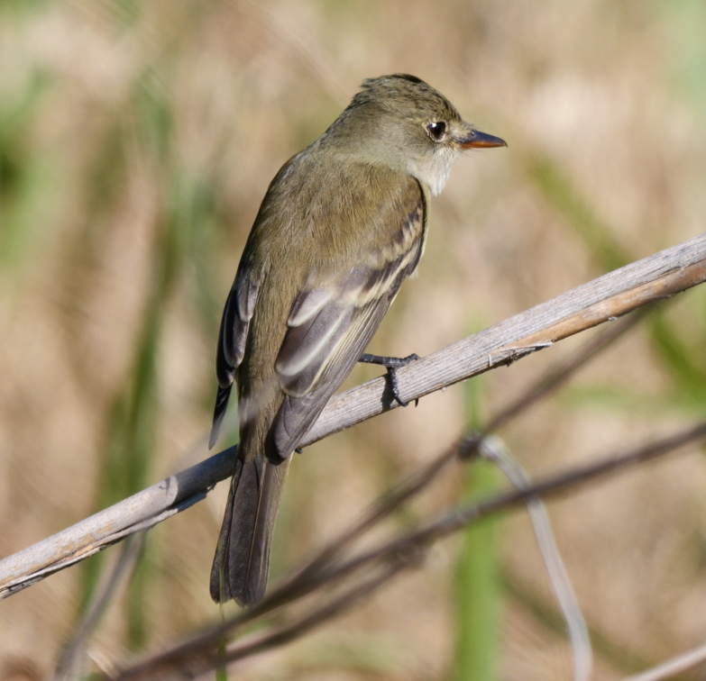 Alder/Willow Flycatcher (Traill's Flycatcher) - ML635452307