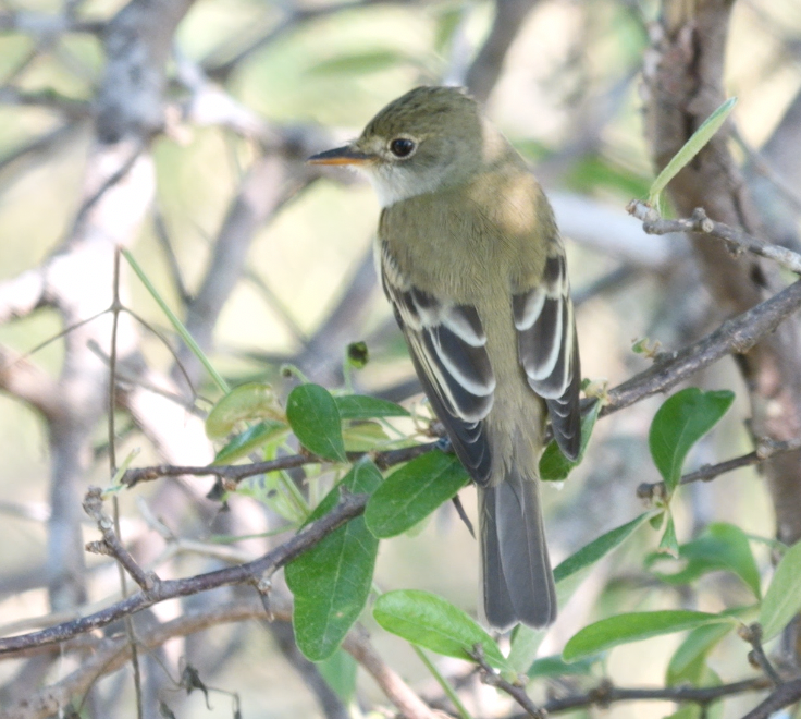Alder/Willow Flycatcher (Traill's Flycatcher) - ML635452308