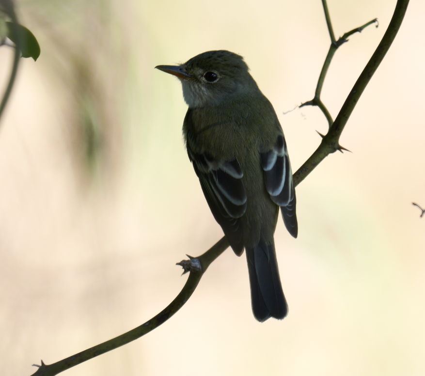 Alder/Willow Flycatcher (Traill's Flycatcher) - ML635452310