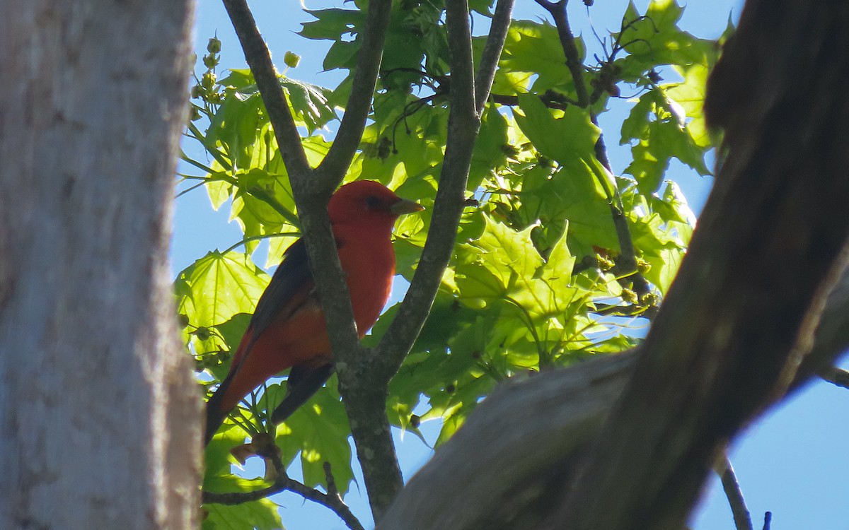 Scarlet Tanager - ML635452546