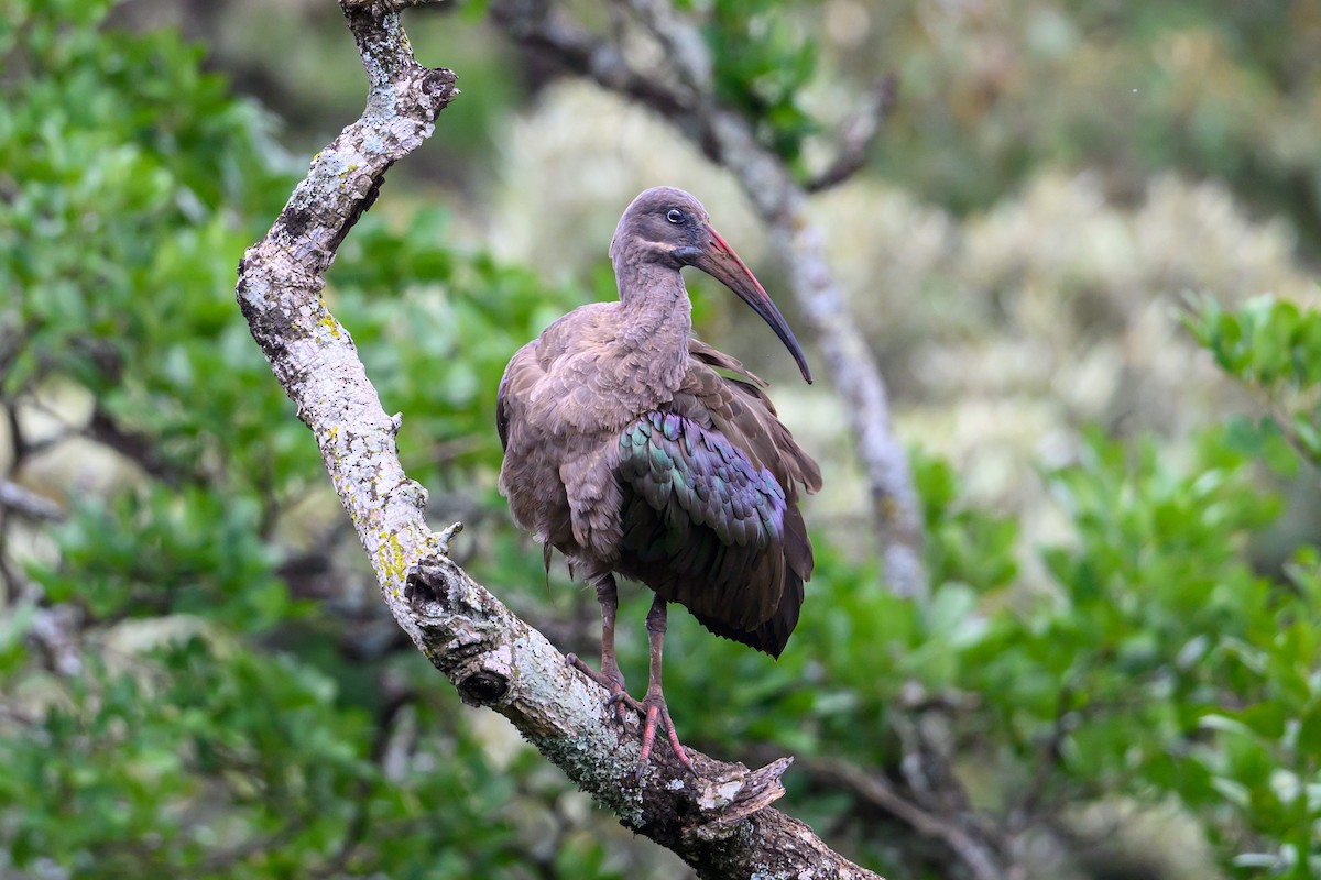 Hadada Ibis - ML635452590