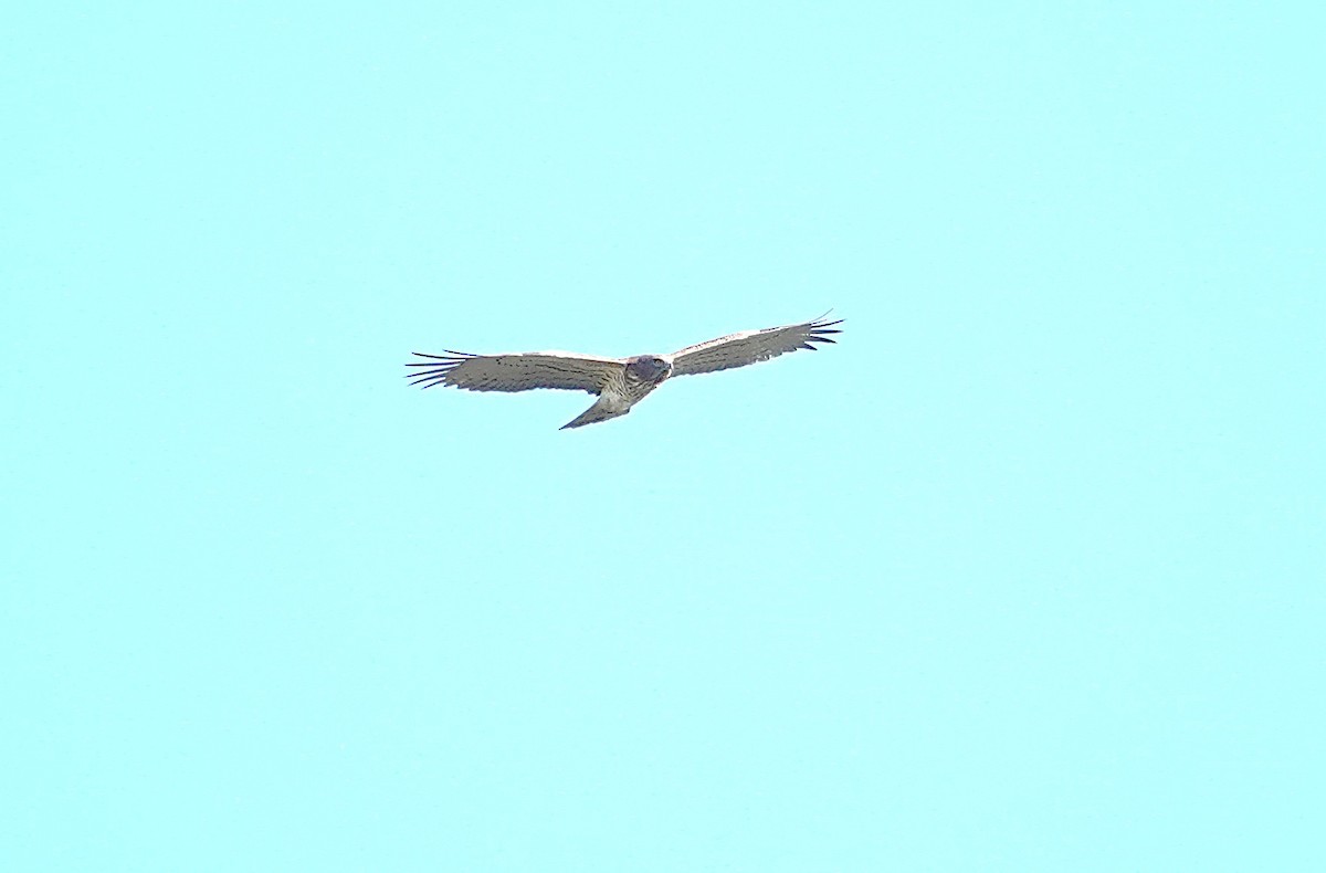 チュウヒワシ - ML635452686