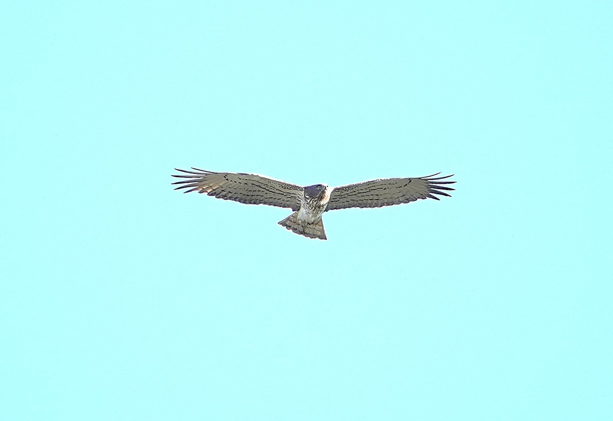 チュウヒワシ - ML635452687