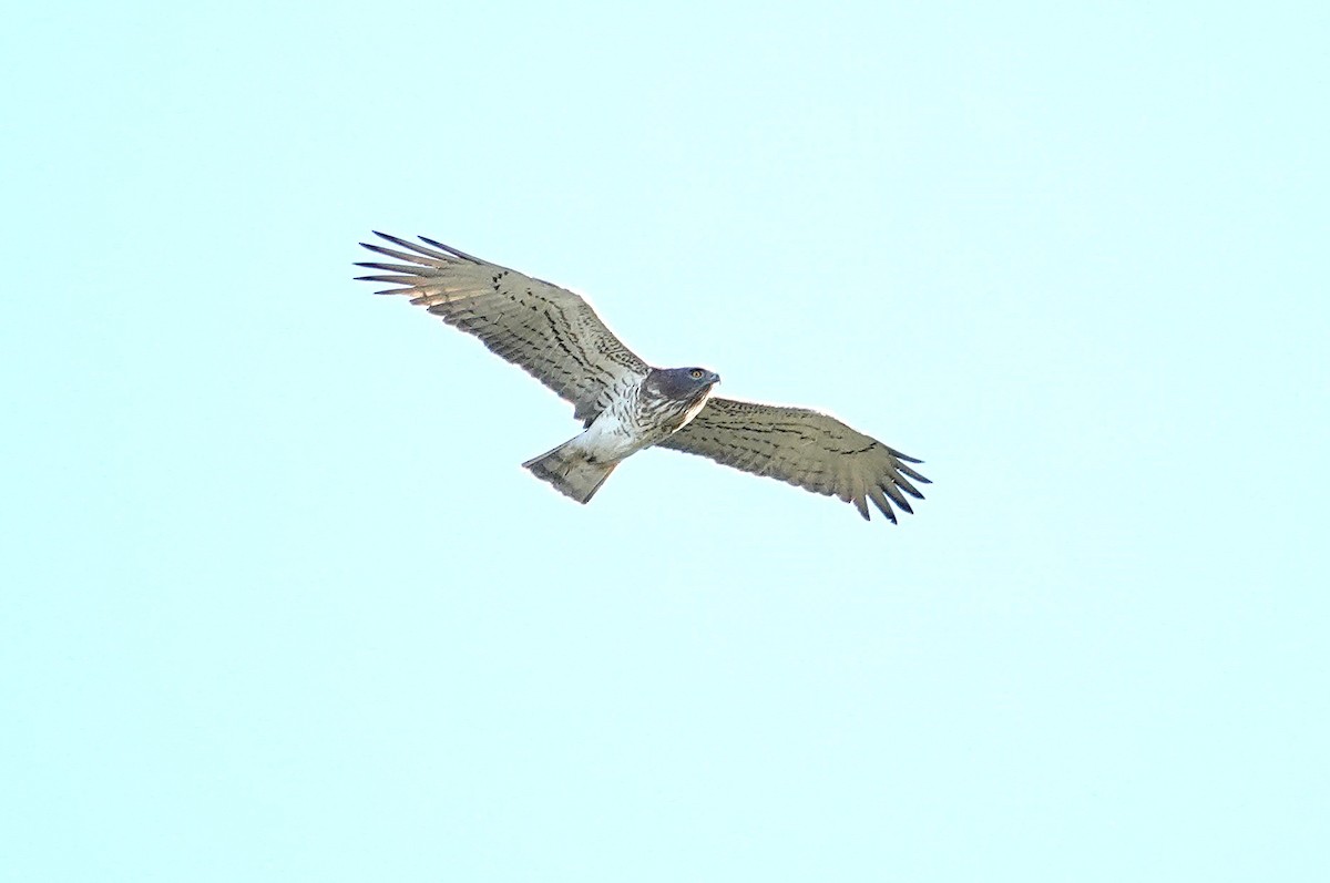チュウヒワシ - ML635452688