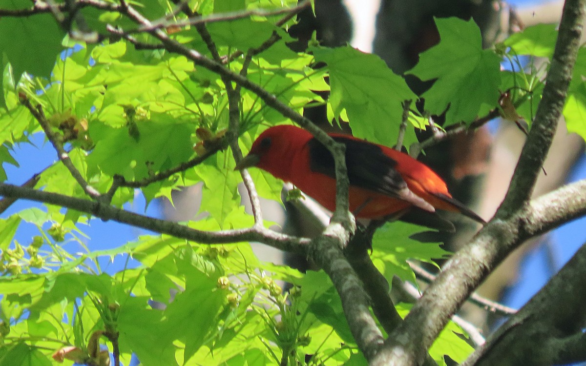 Scarlet Tanager - ML635452844