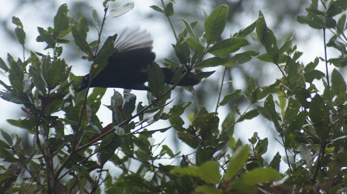Bushy-crested Jay - ML635453014