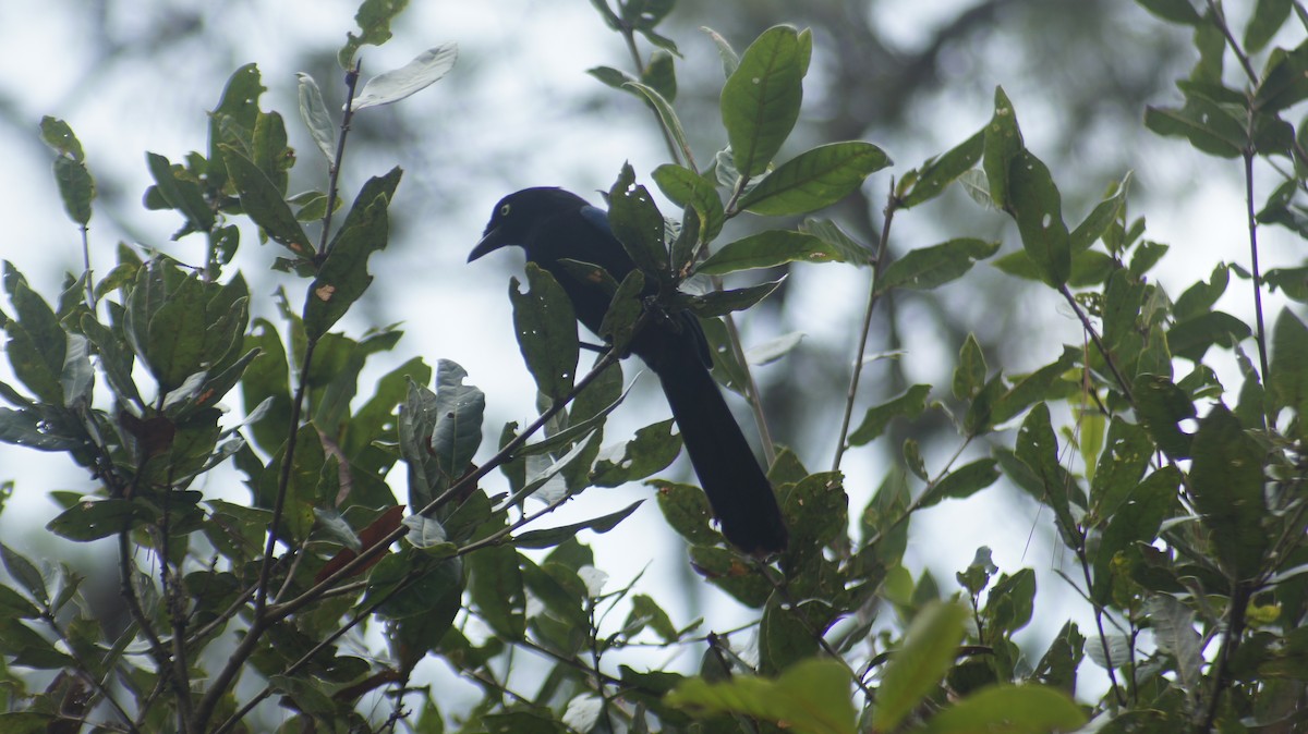Bushy-crested Jay - ML635453015