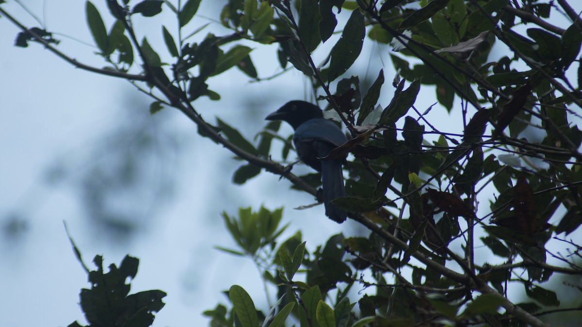 Bushy-crested Jay - ML635453017