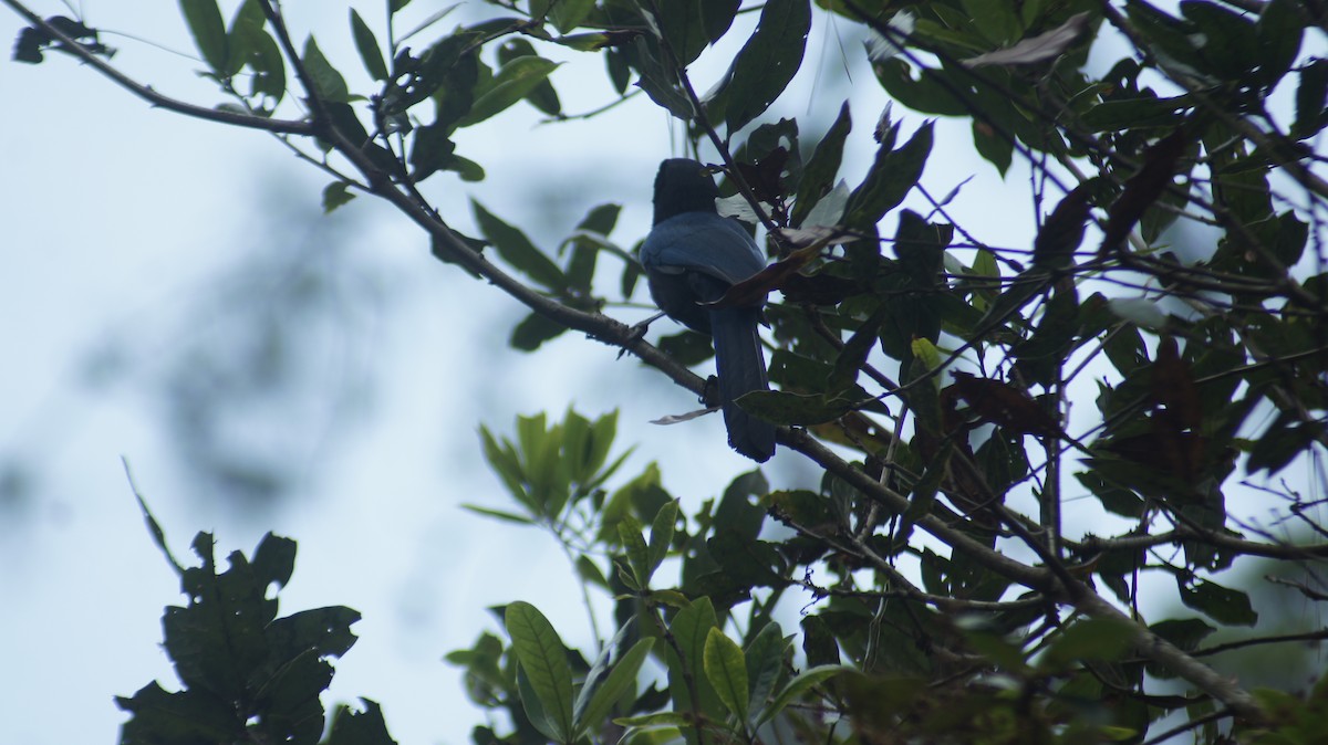 Bushy-crested Jay - ML635453018