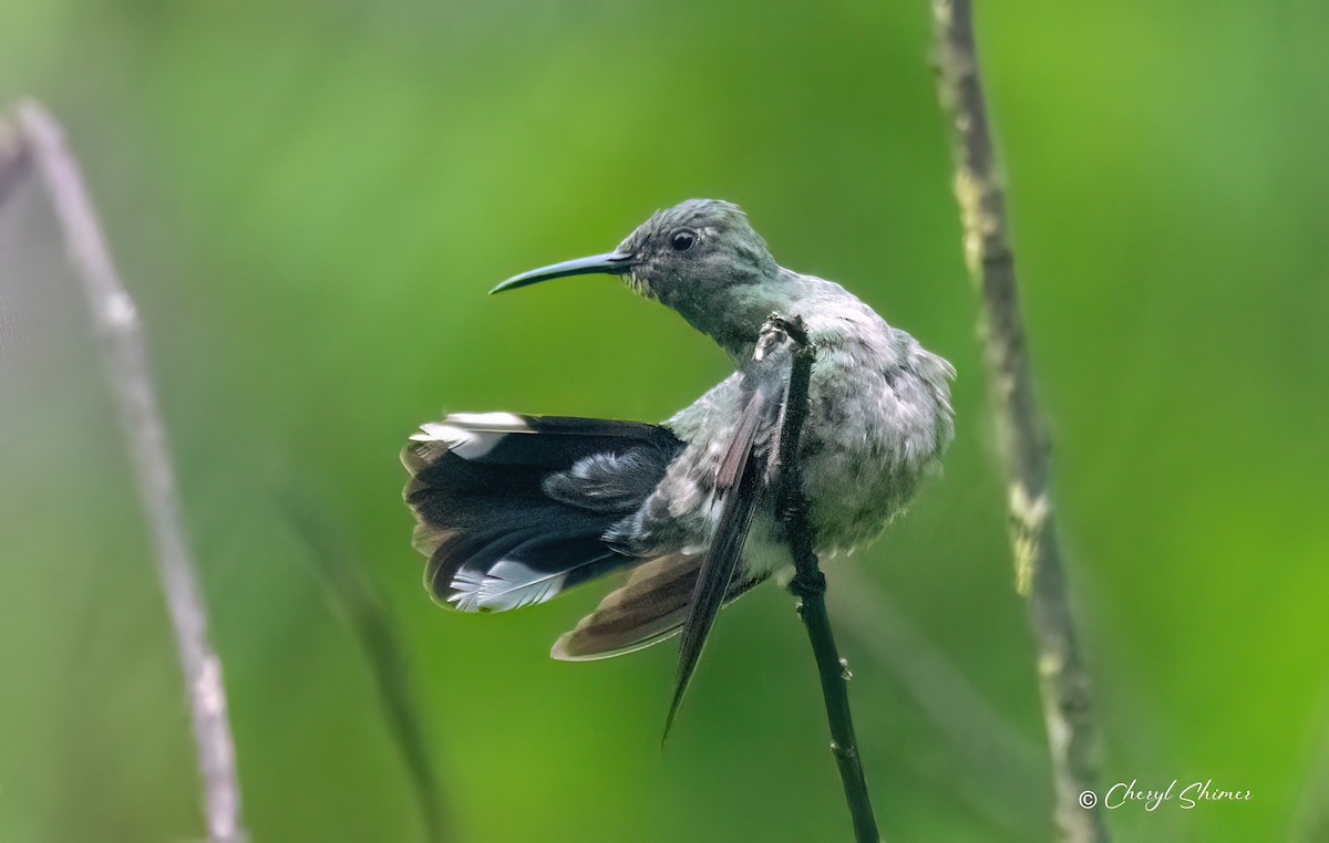 Scaly-breasted Hummingbird - ML635453029