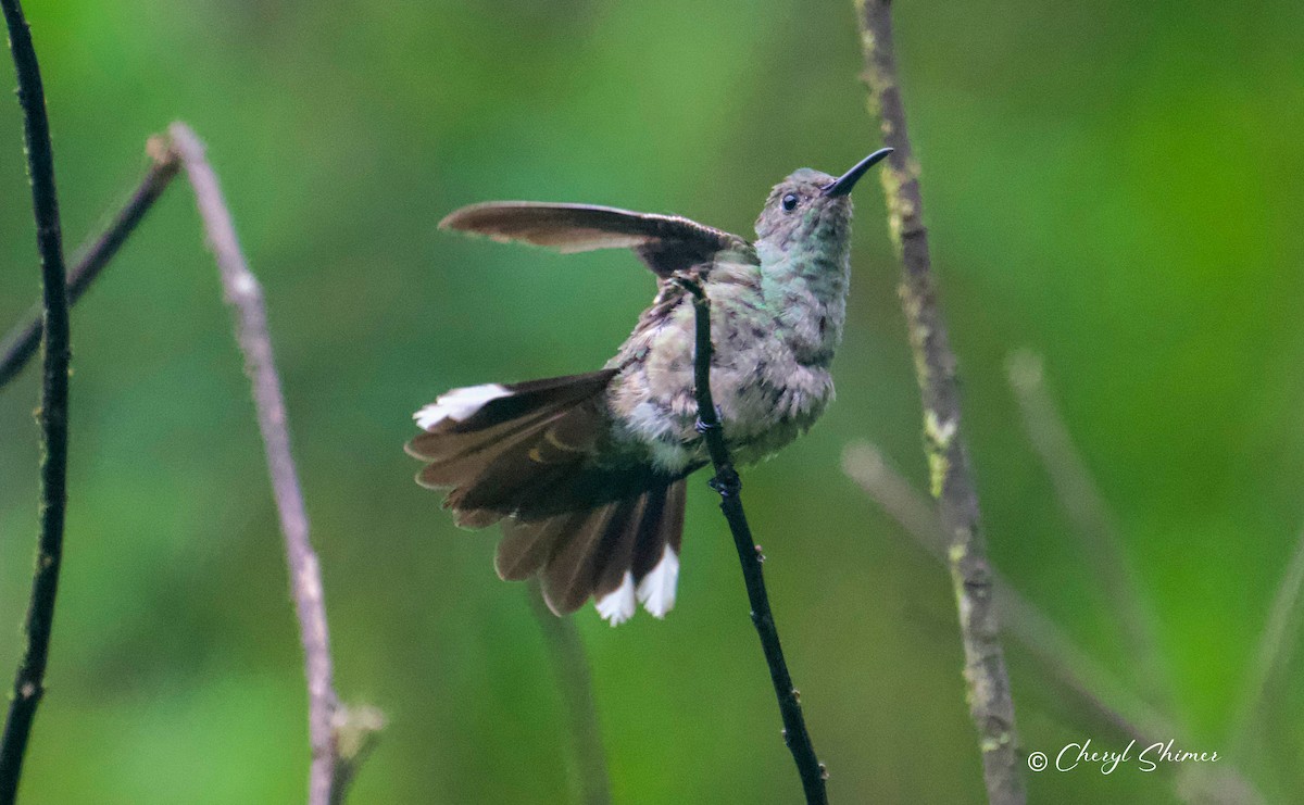 Scaly-breasted Hummingbird - ML635453030