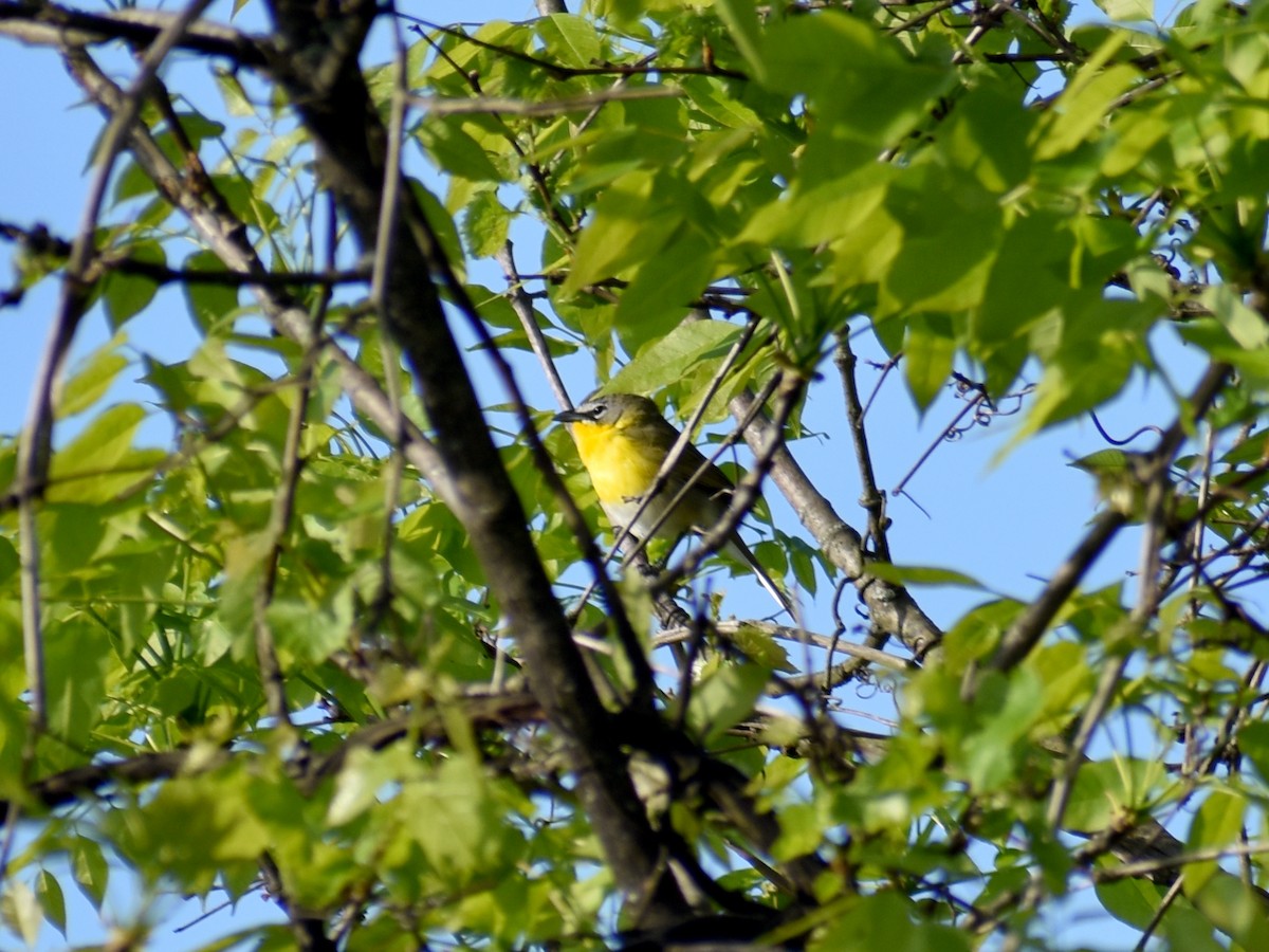 Yellow-breasted Chat - ML635453094