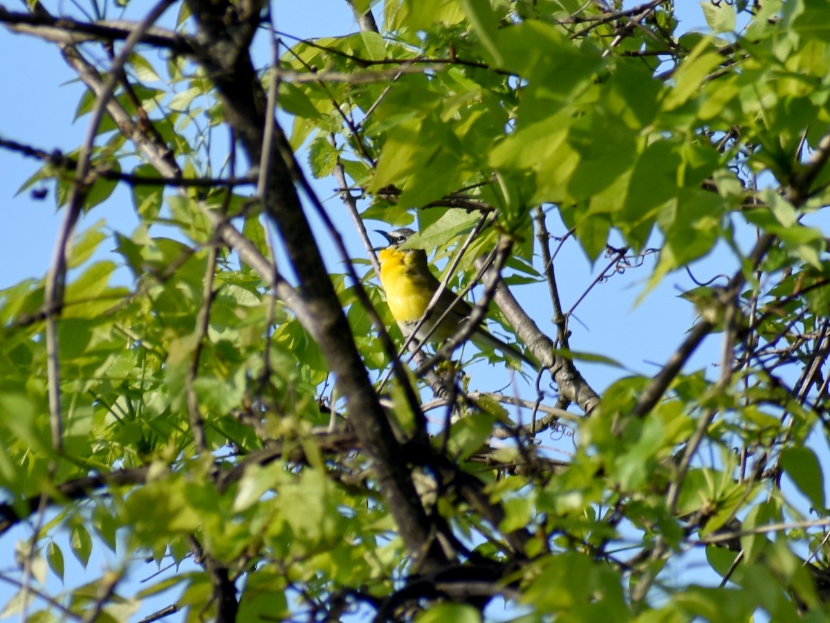 Yellow-breasted Chat - ML635453097