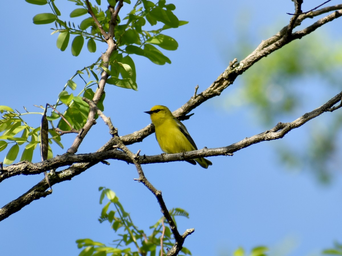 Blue-winged Warbler - ML635453120