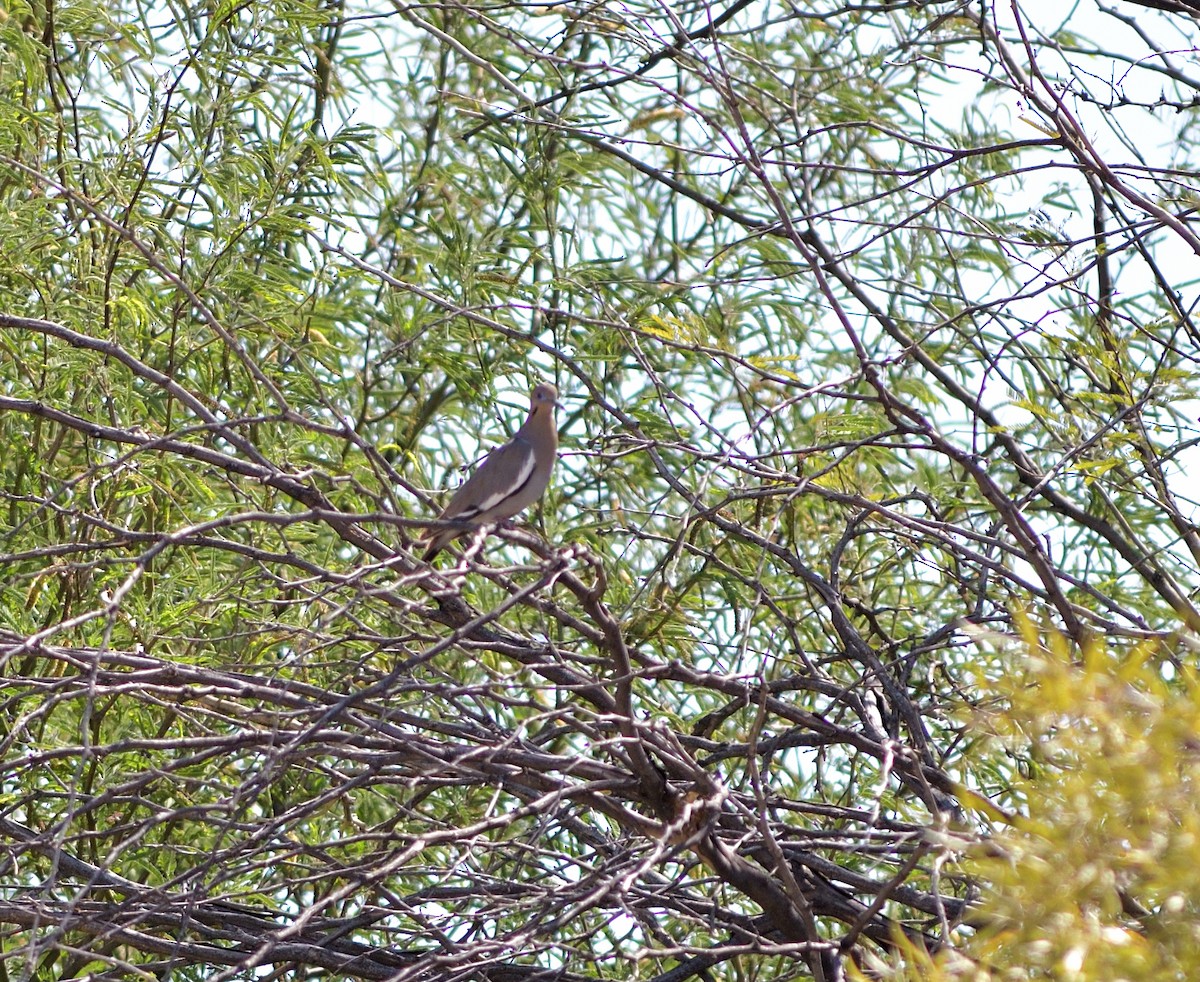White-winged Dove - ML635453179