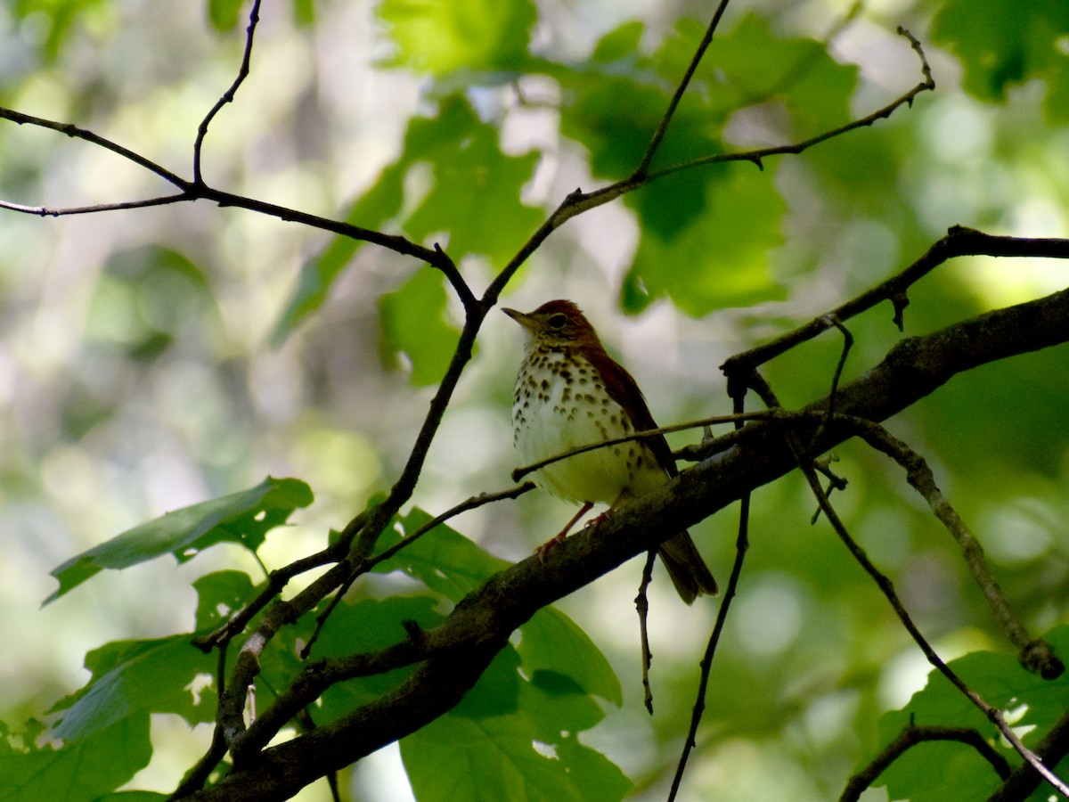 Wood Thrush - ML635453182