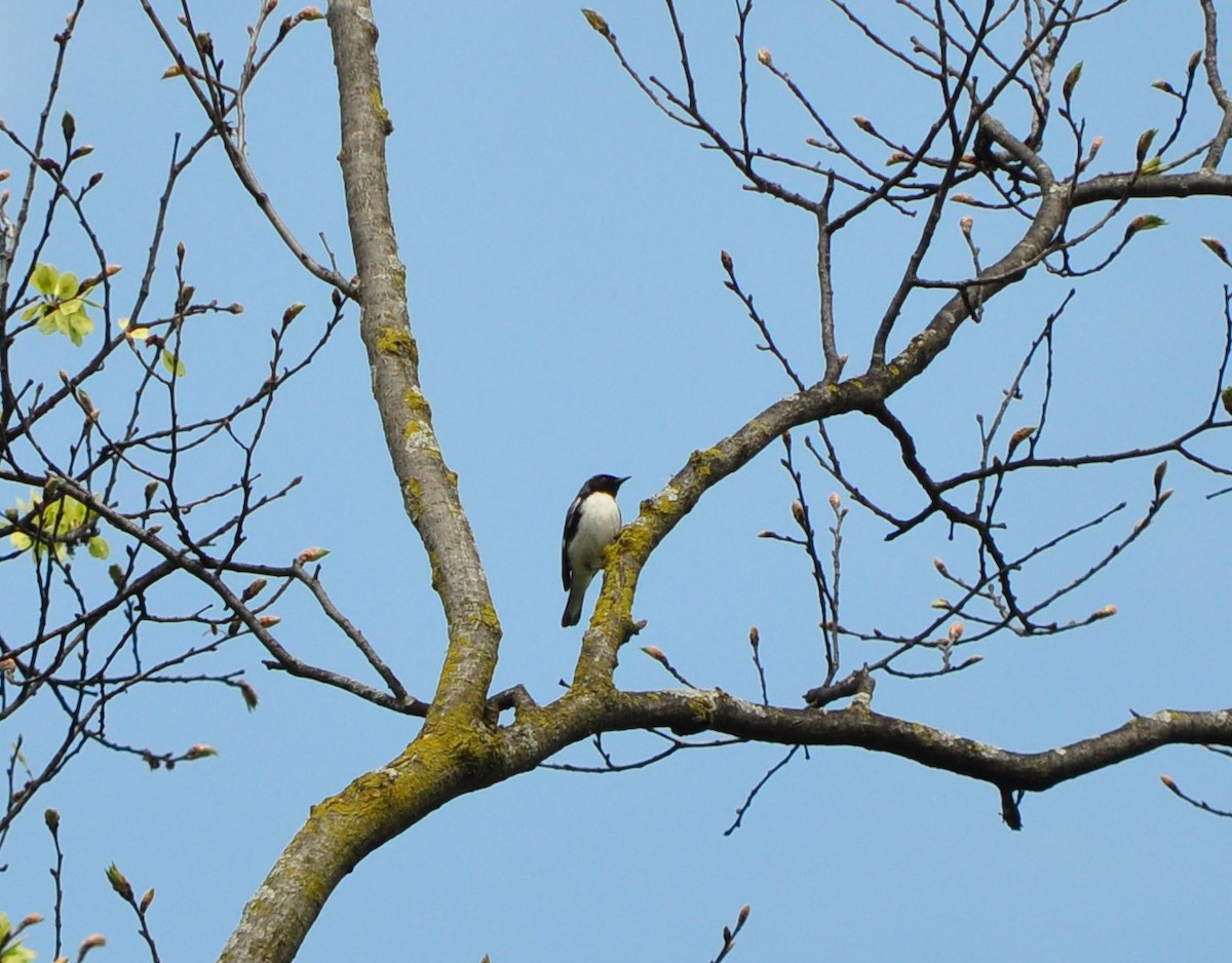 Black-throated Blue Warbler - ML635453213