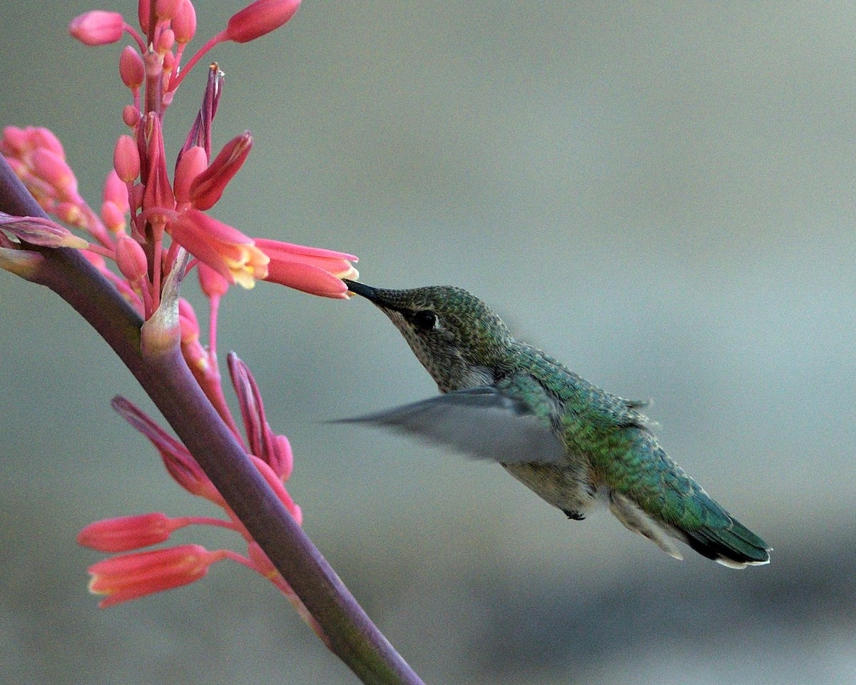 Anna's Hummingbird - ML635453224
