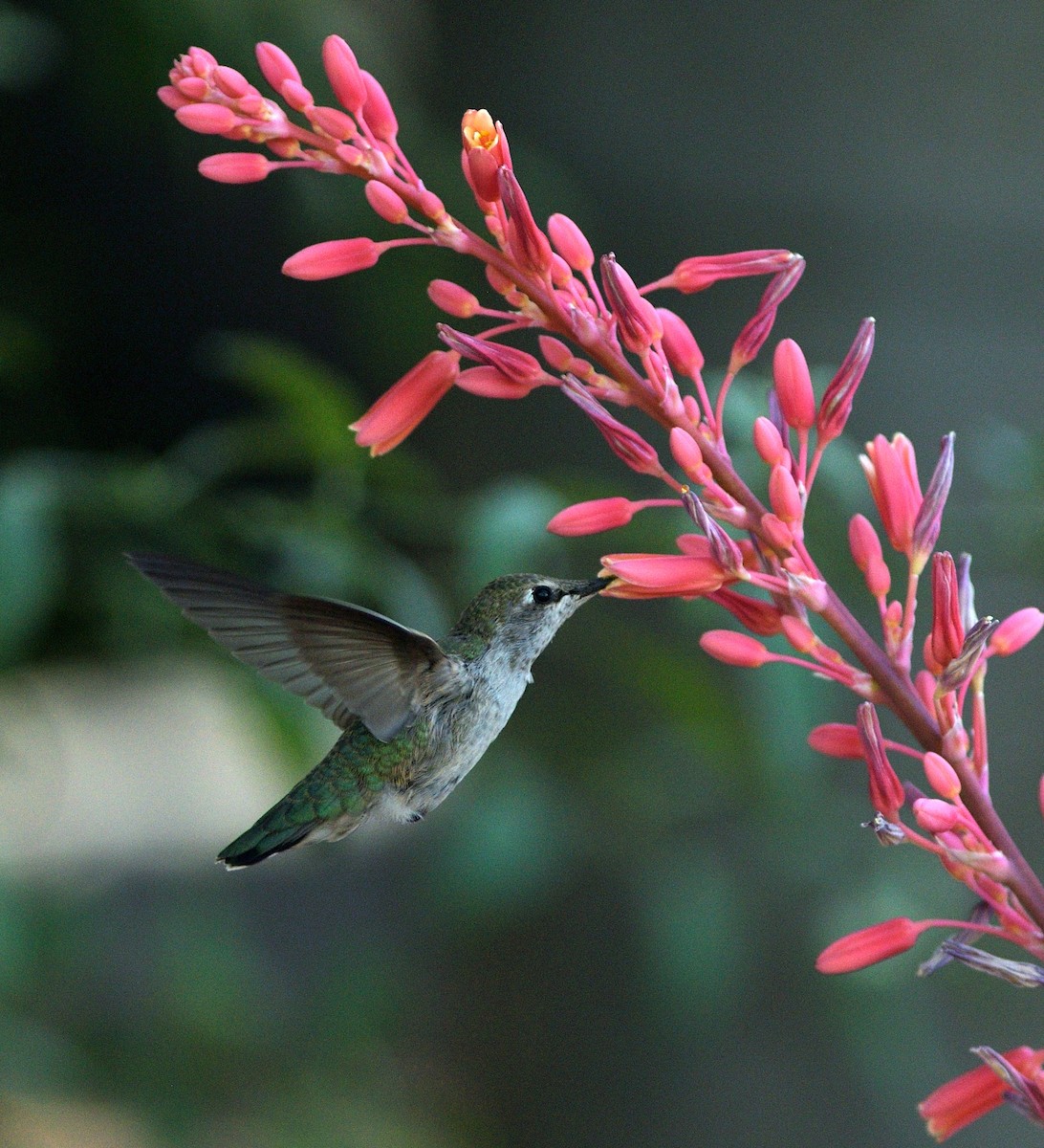 Anna's Hummingbird - ML635453242