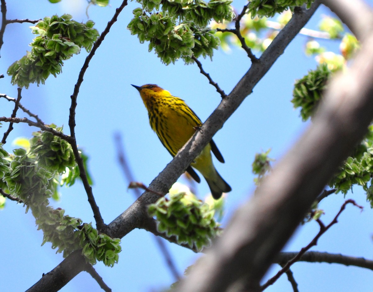 Cape May Warbler - ML635453243