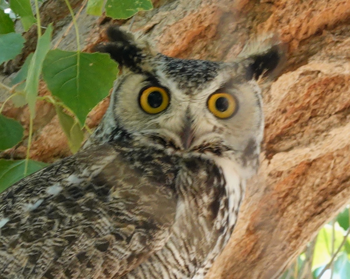 Great Horned Owl - ML635453244