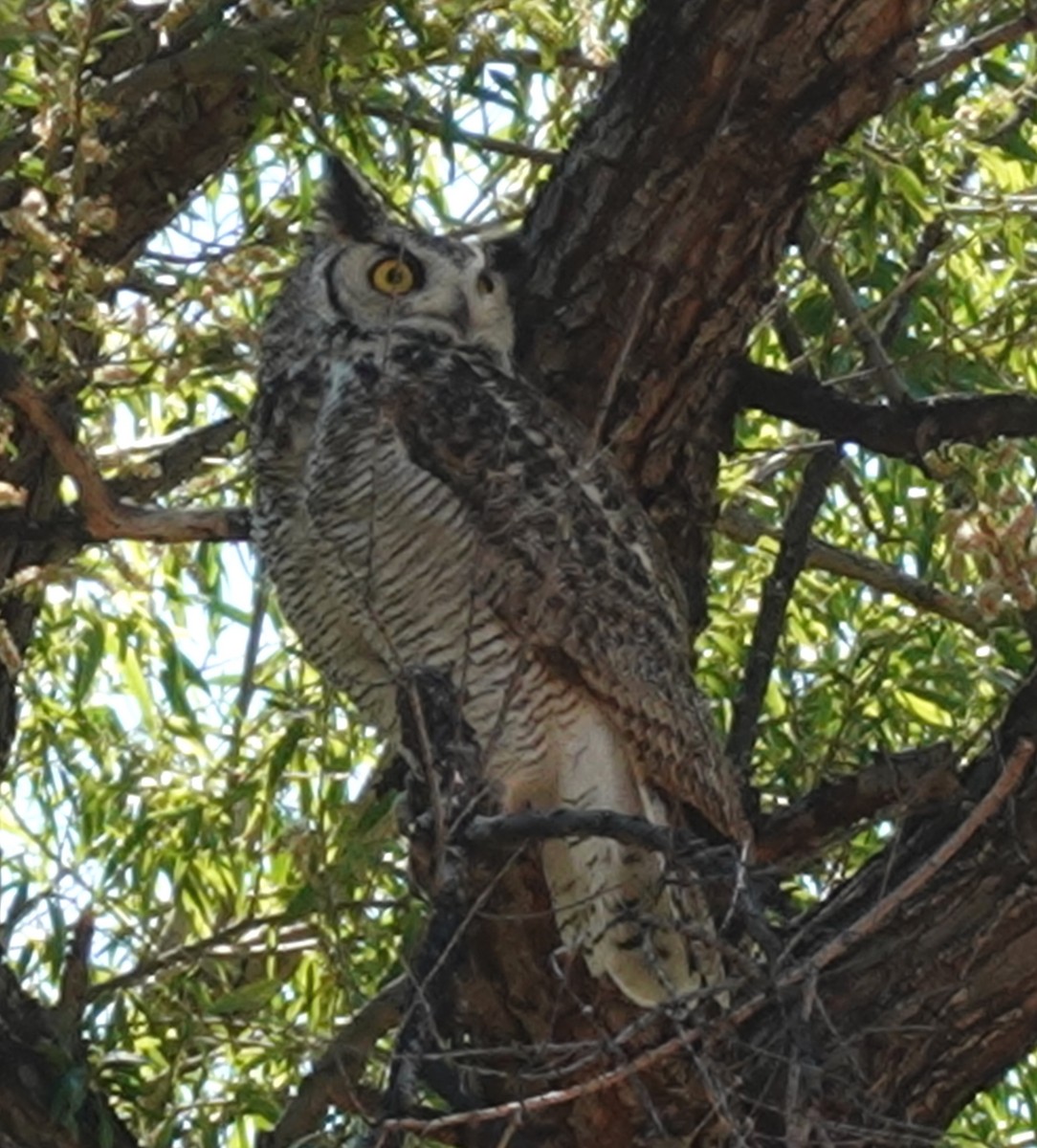 Great Horned Owl - ML635453263