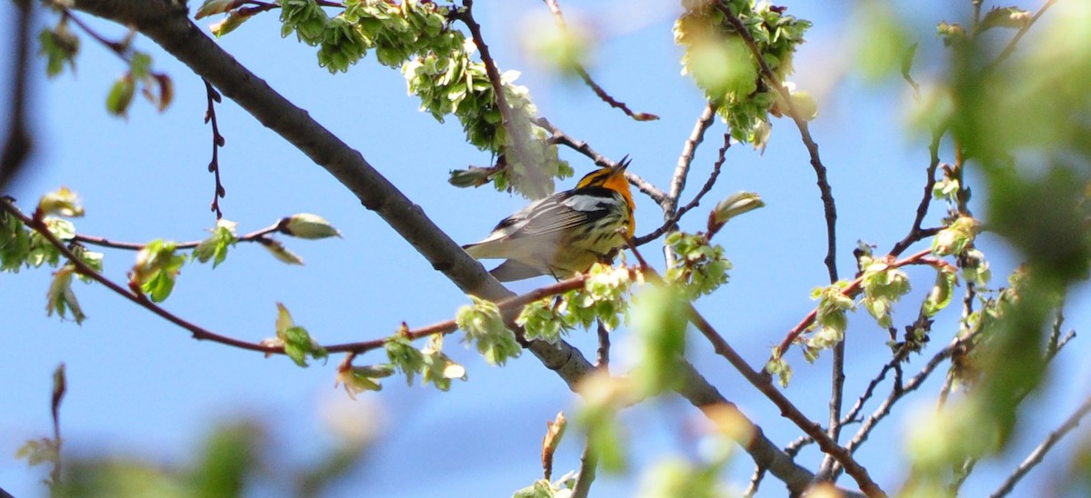Blackburnian Warbler - ML635453265
