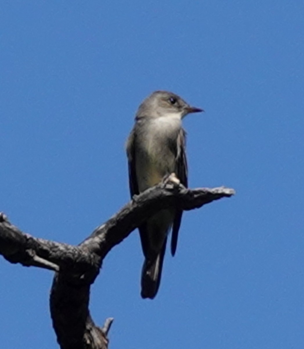 Western Wood-Pewee - ML635453279
