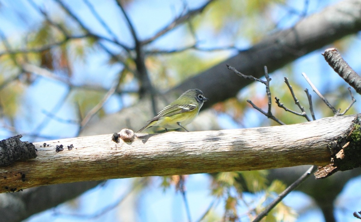 Blue-headed Vireo - ML635453290