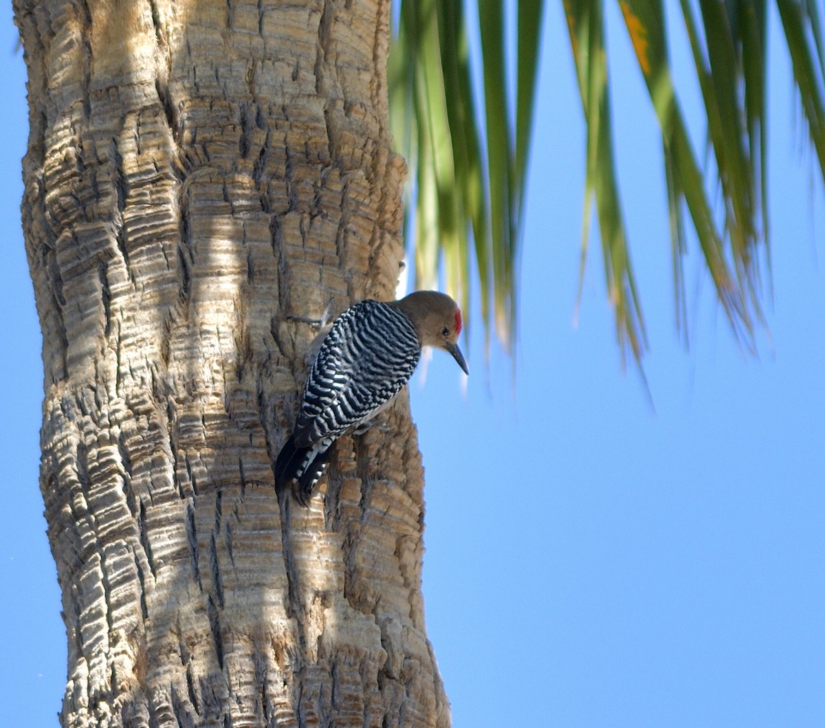 Gila Woodpecker - ML635453313