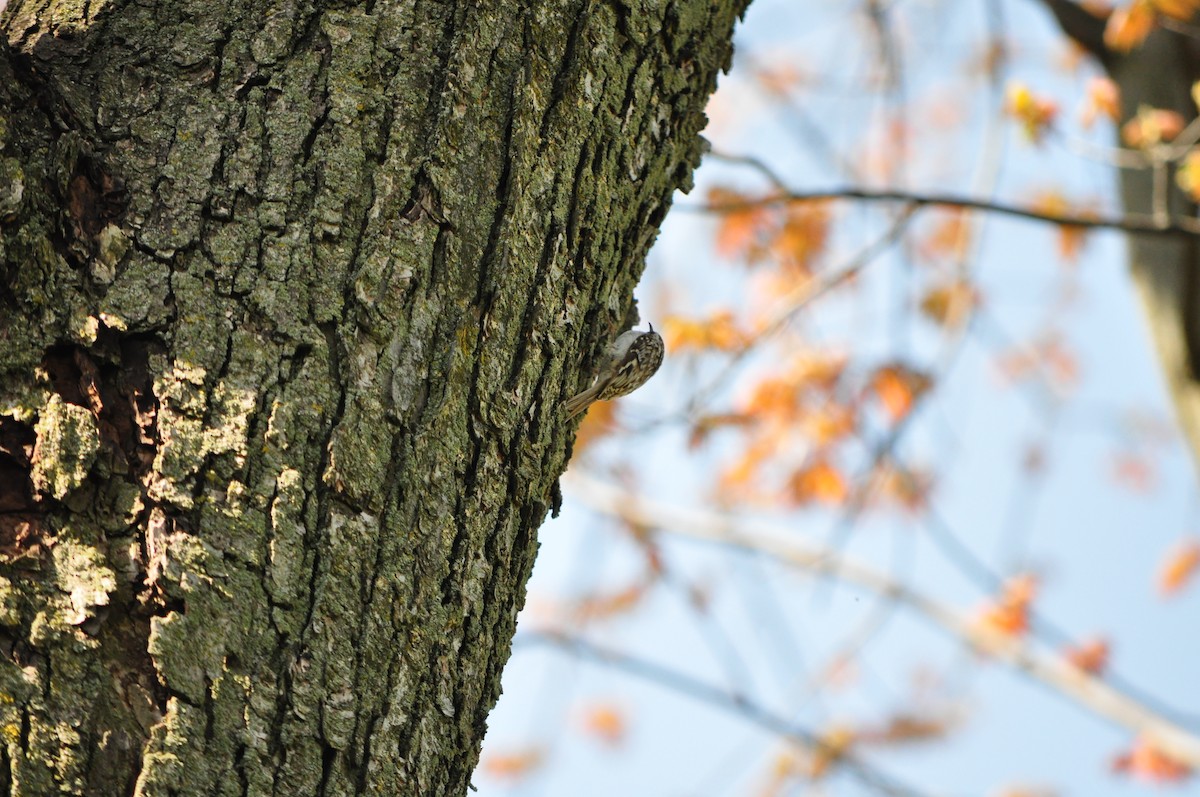 Brown Creeper - ML635453315