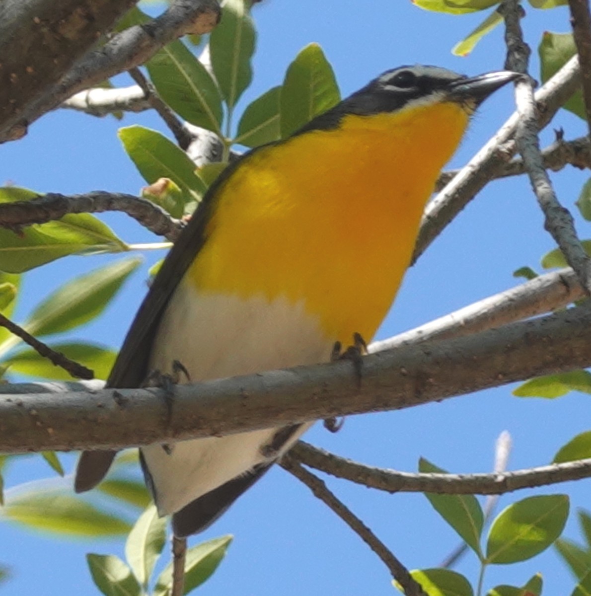 Yellow-breasted Chat - ML635453327
